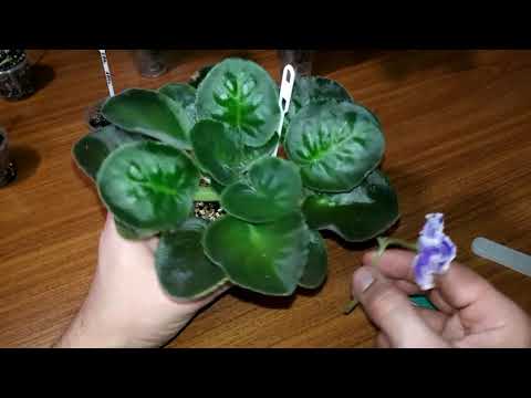 Видео: Размножение фиалок. Часть 3 укоренение цветоносов