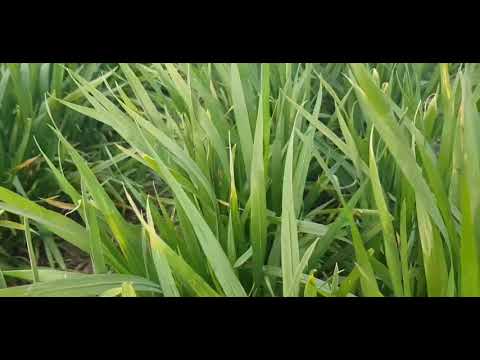 Видео: No - till 13.04.2020. Обработка пшеницы низкими нормами рабочего раствора