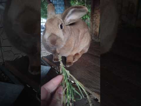 Видео: Snacking😃🐇 / Погрызи это😃🐇