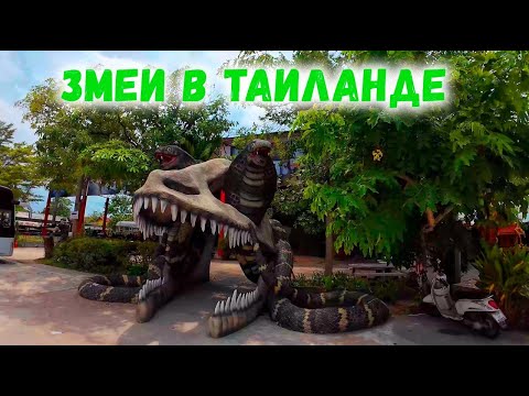 Видео: Паттайя. Змеиная ферма. Таиланд.