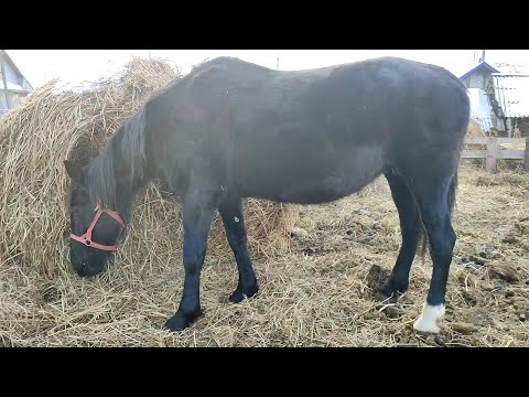 Видео: Новости хозяйства. Содержание  лошади. GODOX MOVELINK M2.