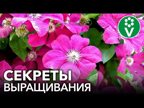 Видео: РОСКОШНЫЕ КЛЕМАТИСЫ В САДУ! Как посадить и размножить клематисы