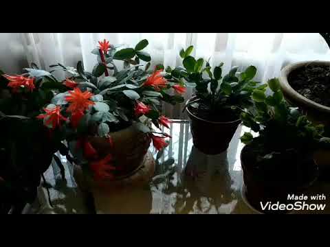 Видео: Рипсалидопсис.Его отличия от Шлюмбергера(Рождественника)
