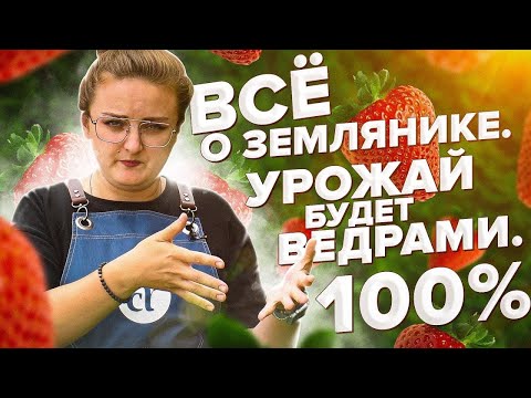 Видео: ВСЕ о ЗЕМЛЯНИКЕ (КЛУБНИКЕ). Подкормки. Урожай ведрами. Болезни. Вредители