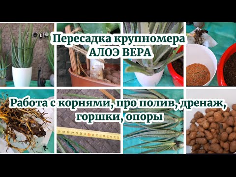 Видео: Пересадка крупномера АЛОЭ ВЕРА. Работаем с корнями, про полив, дренаж, горшки, опоры 24.04.2025г.