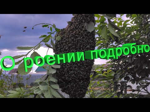 Видео: Профессор Кашковский о роении пчёл очень подробно