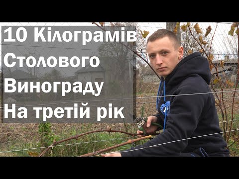 Видео: Сильний кущ винограду за два роки. 10 кг. столового винограду на 3тій рік після посадки! 4K