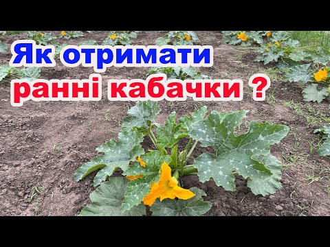 Видео: Маленький секрет  🤫 вирощування кабачків  у відкритому грунті