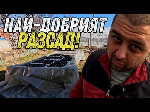 Видео: ЖИВОТ НА СЕЛО: НАЙ-ДОБРИЯТ РАЗСАД ЗА ЗЕЛЕНЧУЦИ – МОЯТА ТАЙНА!