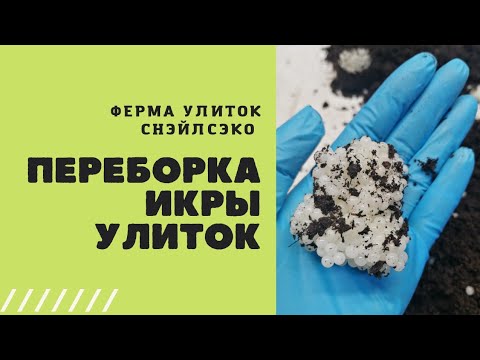 Видео: Перебираем Икру Улиток на ферме | Работа на улиточной ферме | Снэйлсэко
