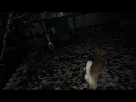 Видео: Вот и наступил вечер!Собачки ужинают.Приют ДРУГ ЖИВИ.Г.ОМСК