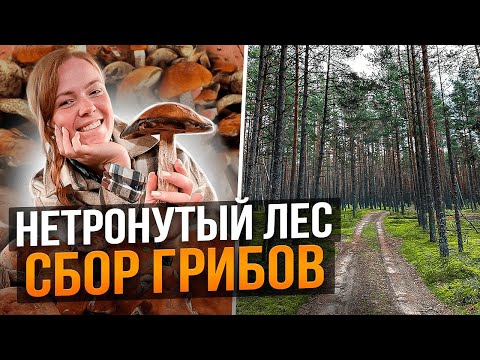 Видео: СОБИРАЕМ ГРИБЫ В НЕТРОНУТОМ ЛЕСУ У ДОМА | Будни фермера