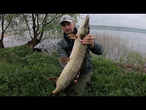 Видео: НЕ ОЖИДАЛ что В ЭТОЙ ТРАВЕ СТОЛЬКО РЫБЫ !  Супер рыбалка! Ловля щуки.  Рыбалка на щуку с берега