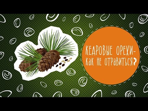 Видео: Кедровые орехи - как не отравиться?