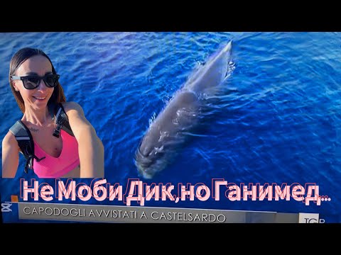 Видео: Уникальная встреча с китом-кашалотом и грампи#сардиния #влог #морскиеприключения #киты #дельфины