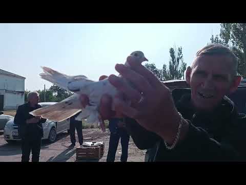 Видео: Ярмарка-выставка голубей, 14.05.2025, г.Шахтерск