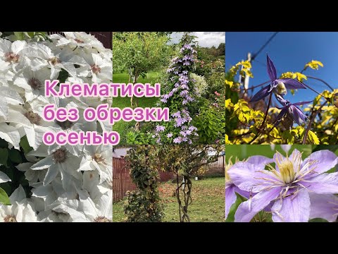 Видео: Как обрезать клематисы 1,2,3 группы обрезки? Мой уход осенью