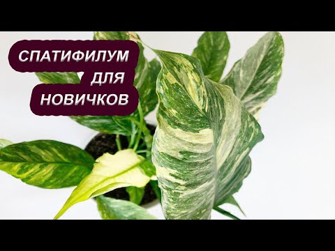 Видео: Новая жизнь СПАТИФИЛУМА Домино после спасения