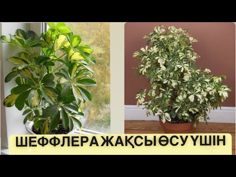 Видео: ШЕФЛЕРА ГҮЛІНЕ🪴ФОРМА ЖАСАУ ЕРЕЖЕСІ✅ӨСУІНДЕГІ САҚТАЛАТЫН ШАРТЫ#шеффлерагули #шефлера #бөлмегүлдері