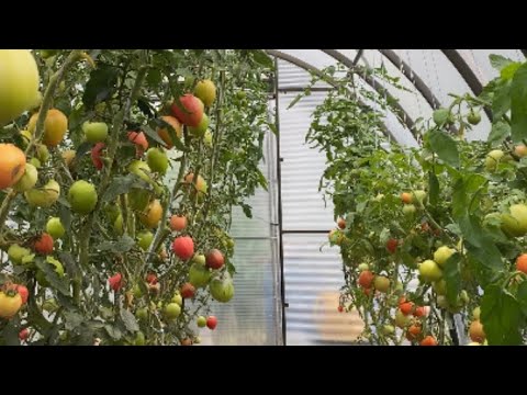 Видео: Для чего нужны бор и йод томатам. Выращиваем качественную рассаду