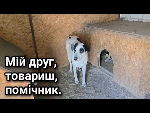 Видео: Мій друг,товариш,помічник.