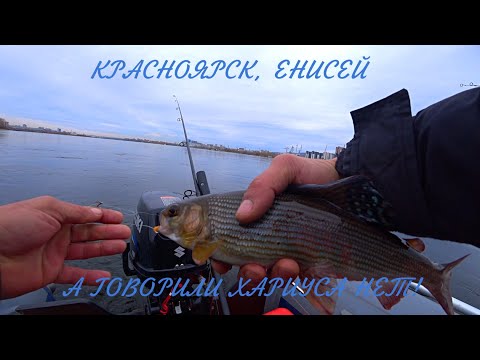 Видео: Красноярск | Енисей | А хариус то есть!