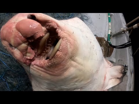 Видео: Я поймал действительно страшного монстра.