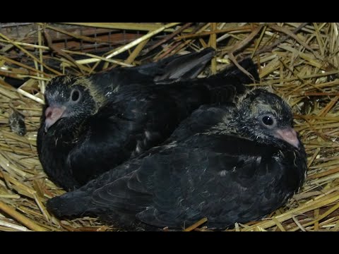 Видео: Весна- все хозяйство бурно размножается.