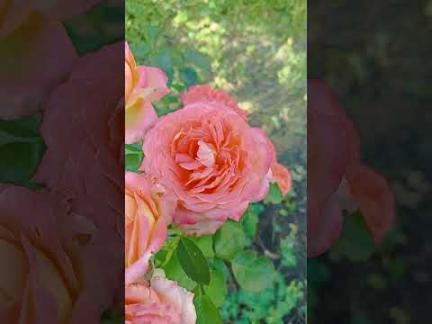 Видео: rose gardens #rose #pinc #garden #роза #троянда #сад