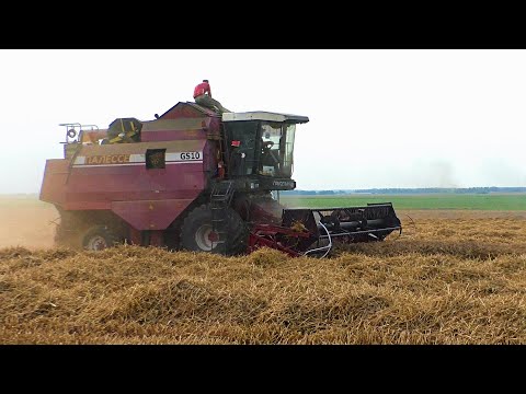 Видео: Уборка пшеницы. на Бузацкой гаре полессе GS10/ GS12