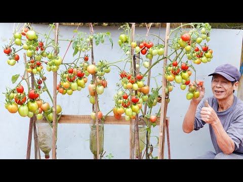 Видео: Как вырастить помидоры дома для высокой урожайности, не нуждаясь в огороде