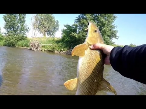 Видео: Бешеные поклёвки Голавля и Усач на силиконовые приманки.(открылся по Усачу).sportex Carat GTS ULR .