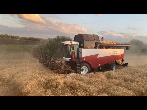 Видео: Уборка озимой пшеницы 2021 | День 5 | Уборочная на ACROS 585
