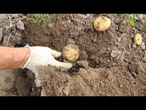 Видео: ☀️🥔КОПАЕМ КАРТОШКУ/САЖАЛИ ДВА ВЕДРА,А ВЫКОПАЛИ.....