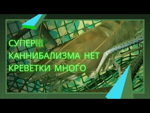 Видео: СУПЕР! Каннибализм отсутствует, креветки много.