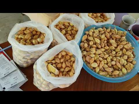 Видео: 3 ВЕРЕСНЯ. КУПИЛА  ПОСАДКОВУ ЦИБУЛЮ!😆ЗАМОВИЛА КРАСИВІ АЙСТРИ!!!