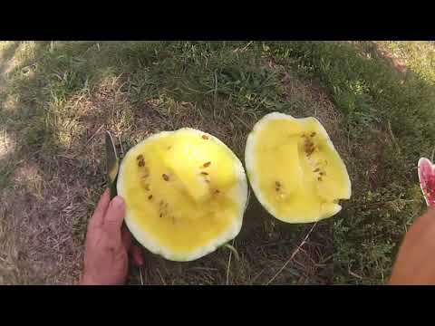 Видео: Всегда бы так жить !!! часть 2 я выйграл лотерею с арбузом )))