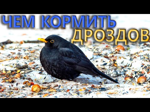 Видео: Дрозды зимой – чем подкормить?