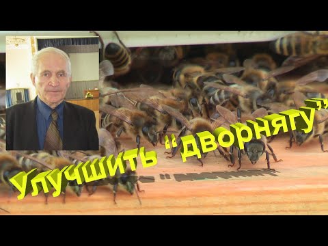 Видео: Профессор Кашковский: Можно ли улучшить "дворнягу"?