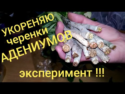 Видео: УКОРЕНЯЮ черенки АДЕНИУМОВ - эксперимент !!! #адениум #adenium #укоренение