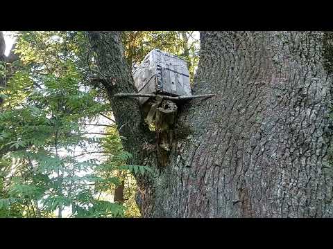 Видео: Проверка ловушек. Движение есть. Маршрут 2