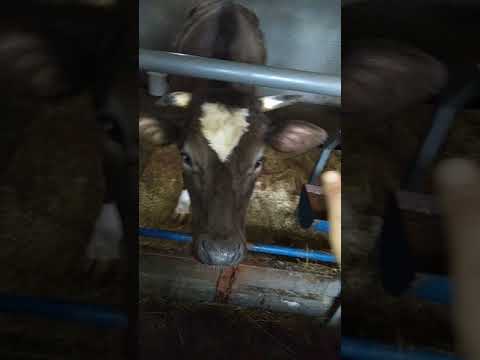 Видео: Сарай чик КРС часть 2