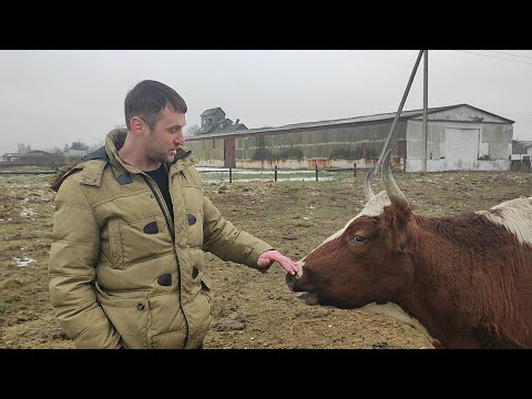 Видео: НЕ БОЙТЕСЬ заводить коров.