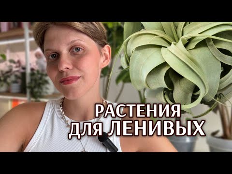 Видео: ТИЛЛАНДСИИ | ИДЕИ размещения | Как я УХАЖИВАЮ за ТИЛЛАНДСИЯМИ