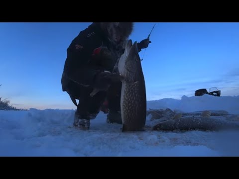 Видео: ВНОВЬ ОНИ ЛЕЗУТ И ЛЕЗУТ!!! ЕСТЬ ДОСТОЙНЫЕ ЭКЗЕМПЛЯРЫ!!!