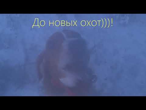 Видео: Охота на зайца и лису с Эстонской гончей