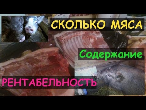 Видео: Сколько мяса в Вьетнамском поросёнке.Содержание.Рентабельность