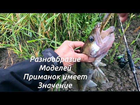 Видео: Что важно для ловли судака #судакнасиликон #рыбалка #ловлясудака