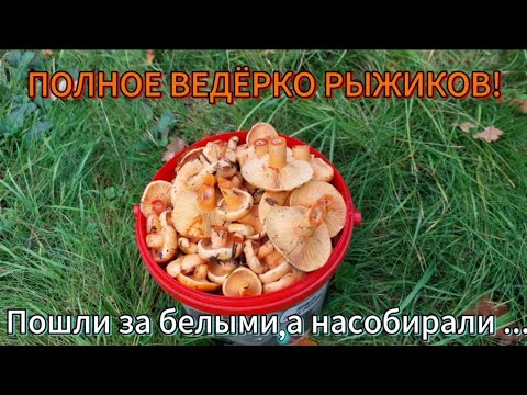 Видео: Не ожидали найти в этом месте рыжиков.
