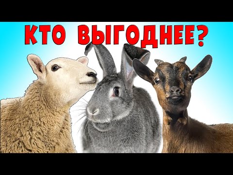 Видео: Овцы, козы или кролики, кто выгоднее?